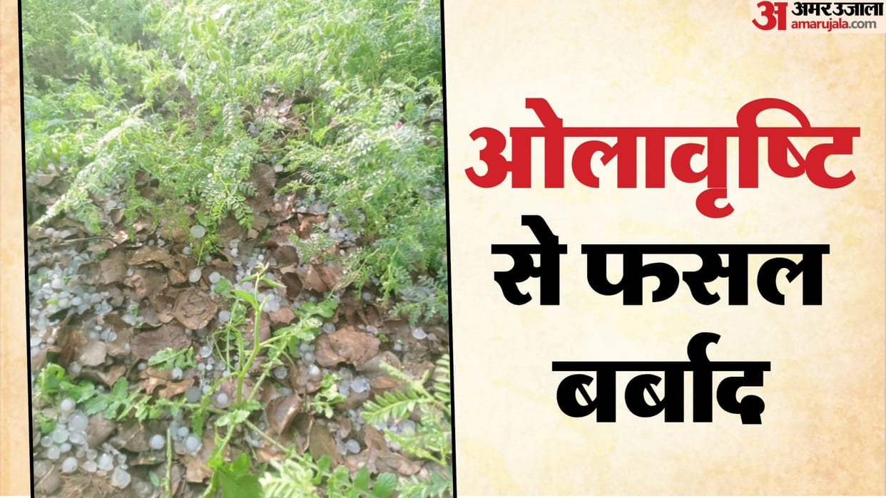 Bikaner News: Sudden Weather Change Destroys Farmers' Crops, Demand for Immediate Survey and Compensation