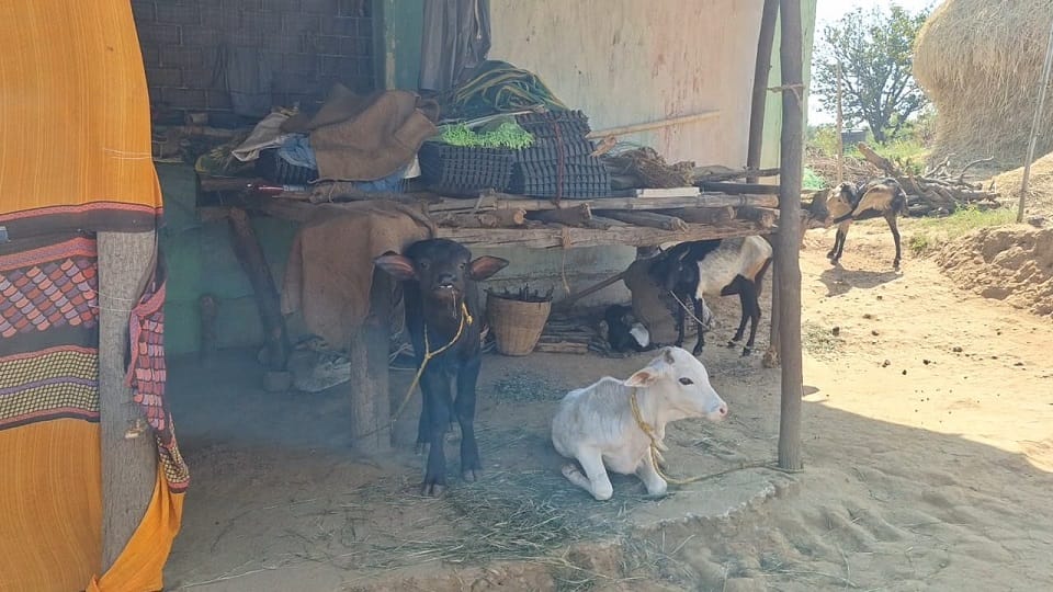 Government schools built to lay foundation for future of children stables built for cattle in jashpur