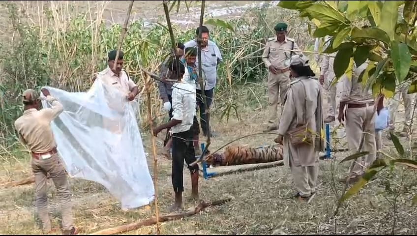 बाघ का शव