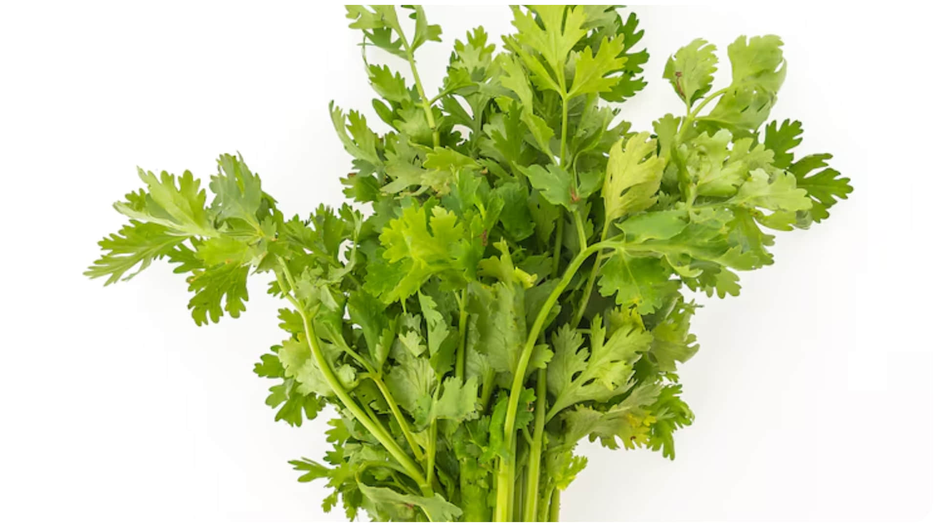 how to keep coriander fresh hare dhaniye ko fresh kaise rakhein