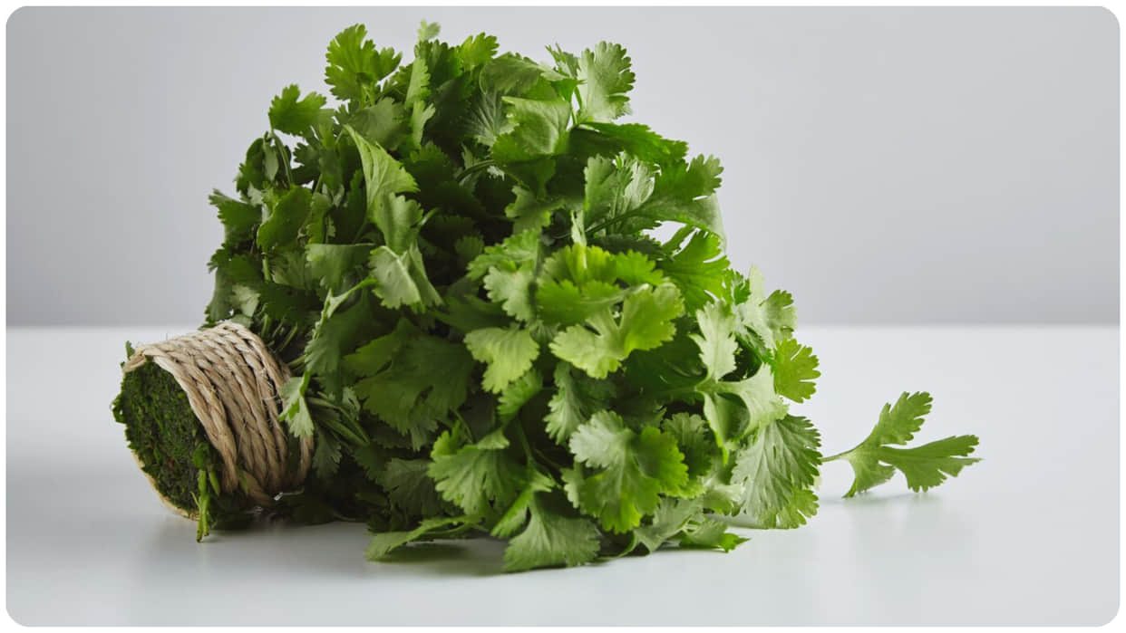 how to keep coriander fresh without fridge hara dhaniya kaise fresh rakhe
