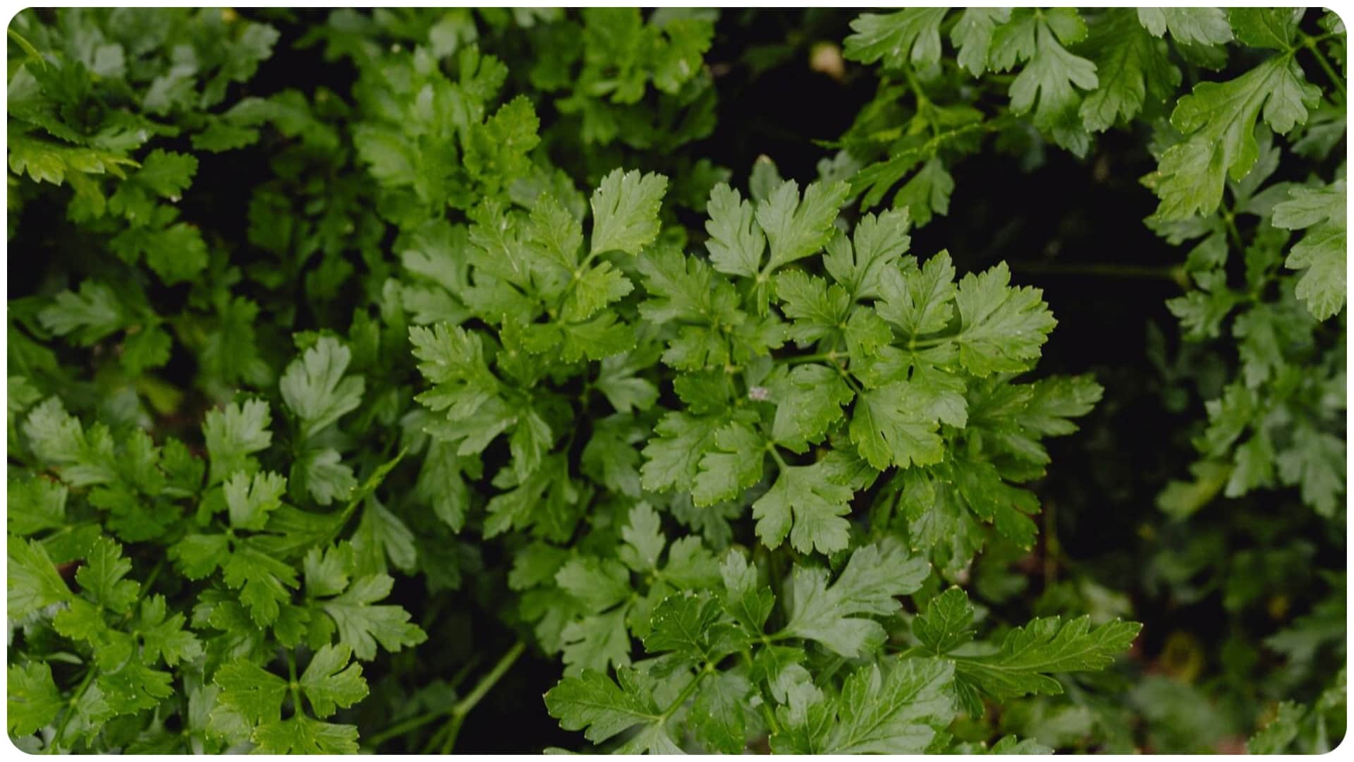 बिना फ्रिज के कैसे ताजा रखें हरा धनिया?