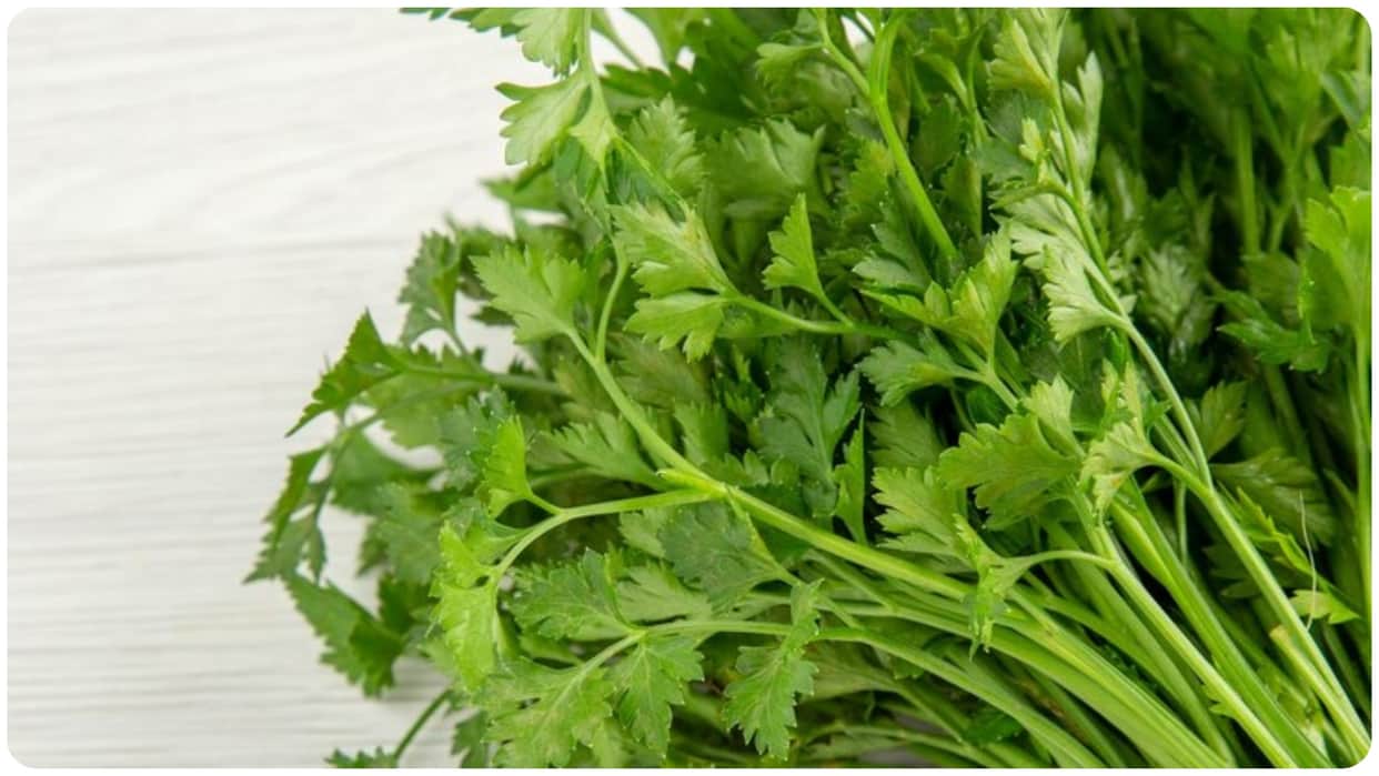 Coriander leaves increase blood levels Punjabi University research success in raising hemoglobin in 10 days