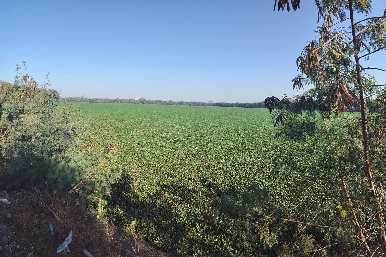 Indore: The pond of Indore which got the status of Ramsar site, water hyacinth grew in it.