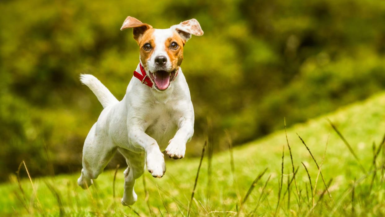 young man strangled neighbor pet dog to death