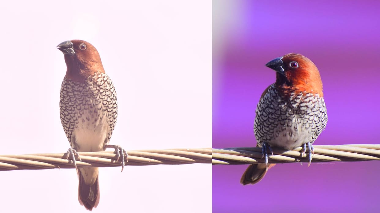 Scaly-breasted munia Lonchura punctulata Muniya lifestyle in winter