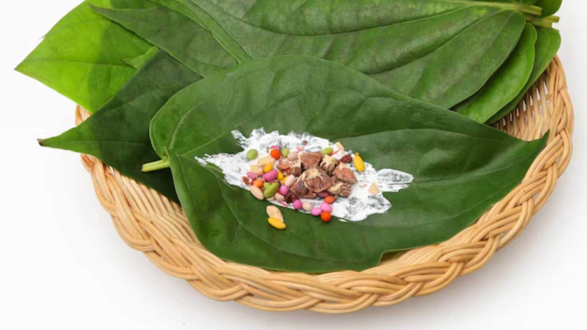 Katha Benefits More than taste catechu used in betel leaves is a treasure of health know its benefits disprj