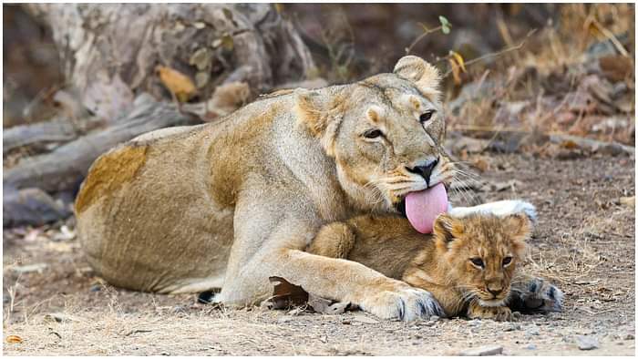 PM Modi Gujarat Visit: PM Narendra Modi Takes Lion Safari at Gir Wildlife Sanctuary on World Wildlife Day
