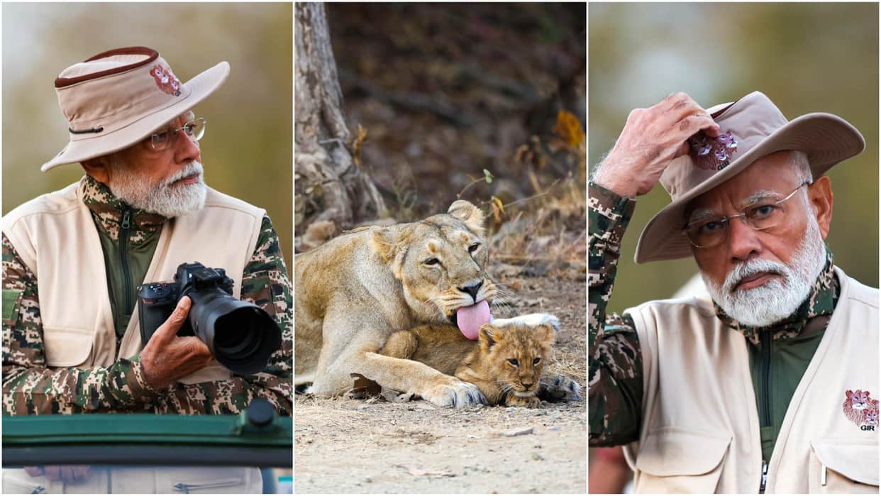 PM Modi Gujarat Visit: PM Narendra Modi Takes Lion Safari at Gir Wildlife Sanctuary on World Wildlife Day