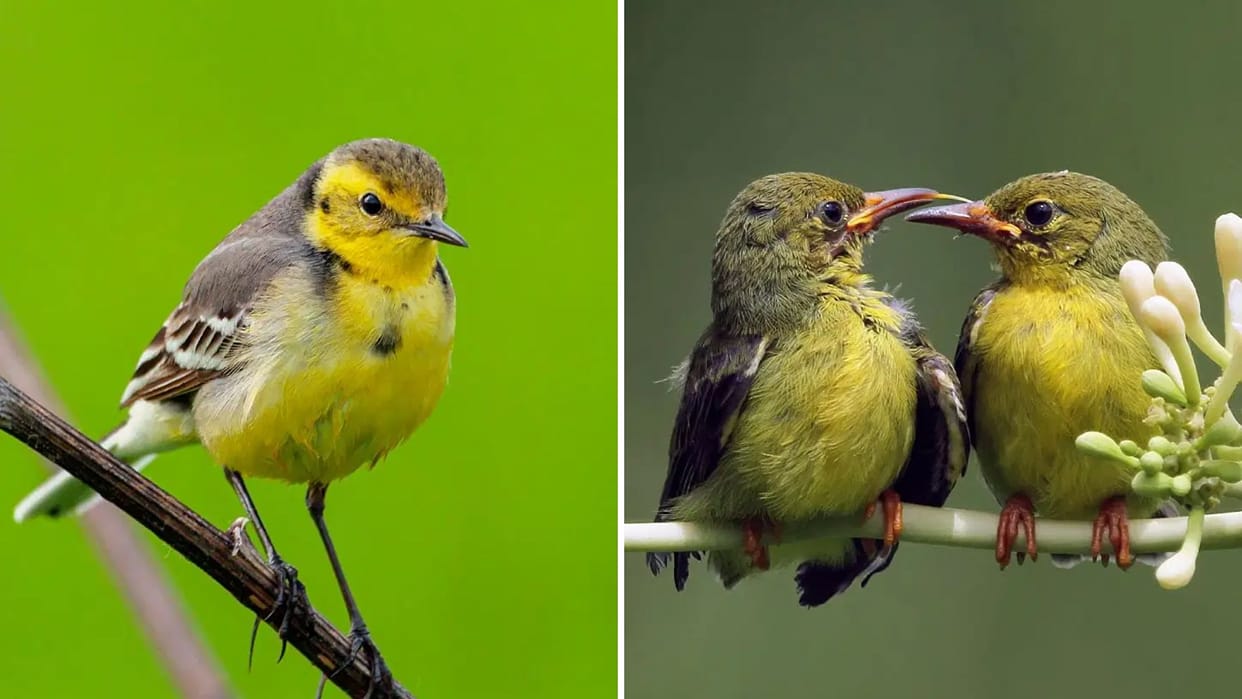 keeping bird in home punishment of seven years license have taken 12 people also applied