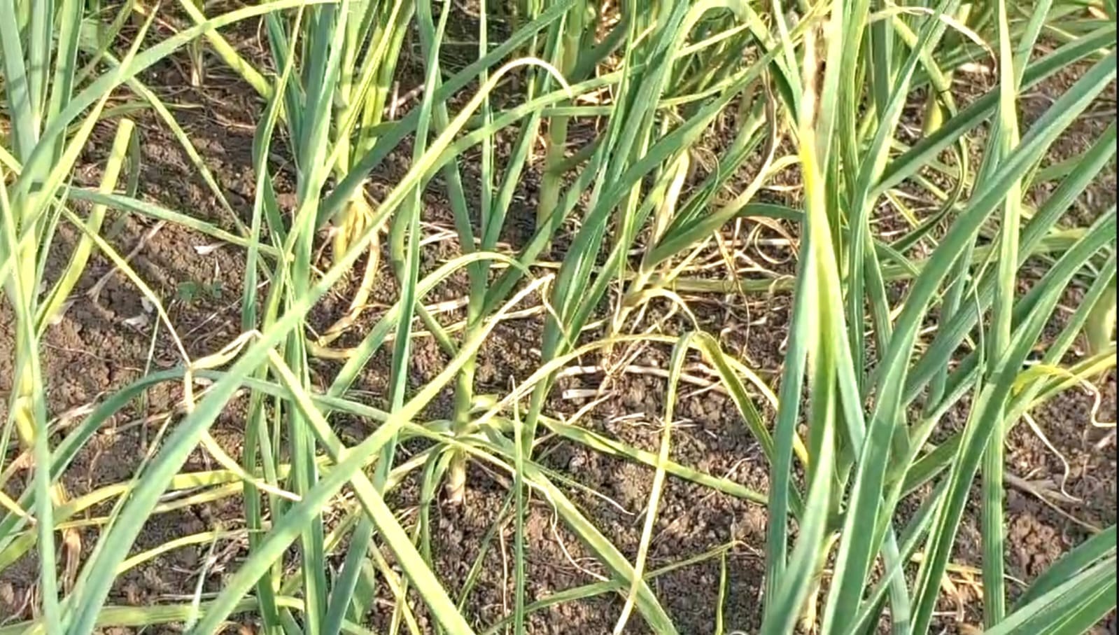 Sagar News Farmer Becomes a Millionaire From Garlic Farming  Known as ‘Garlic King MP News in Hindi