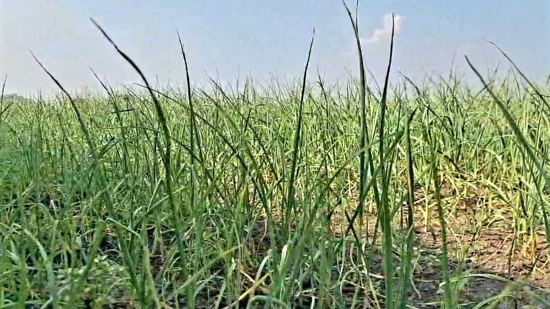 Sagar News Farmer Becomes a Millionaire From Garlic Farming  Known as ‘Garlic King MP News in Hindi