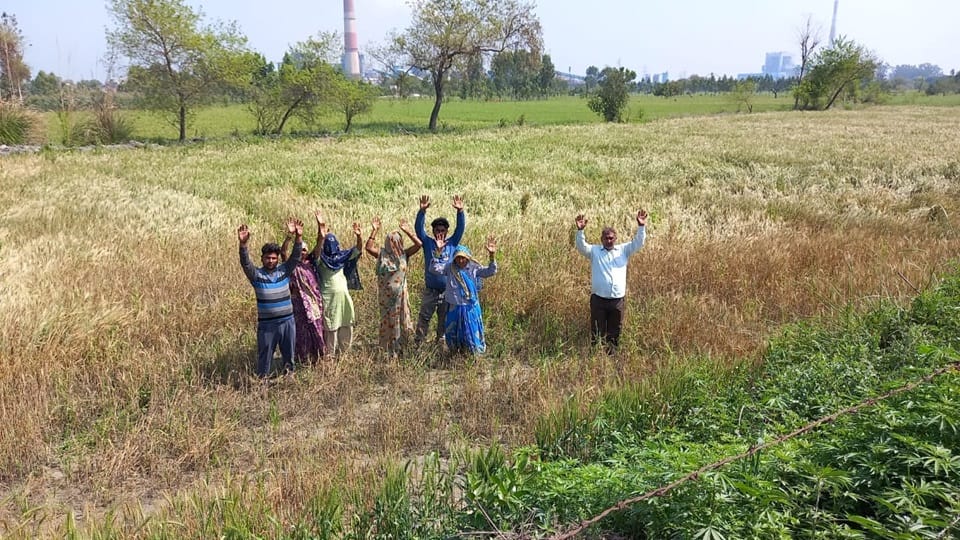 Pipeline leaked, six acres of wheat wasted