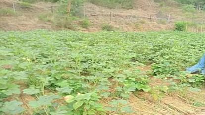 Agriculture: 34 centers will be opened in Himachal for the purchase of natural agricultural products
