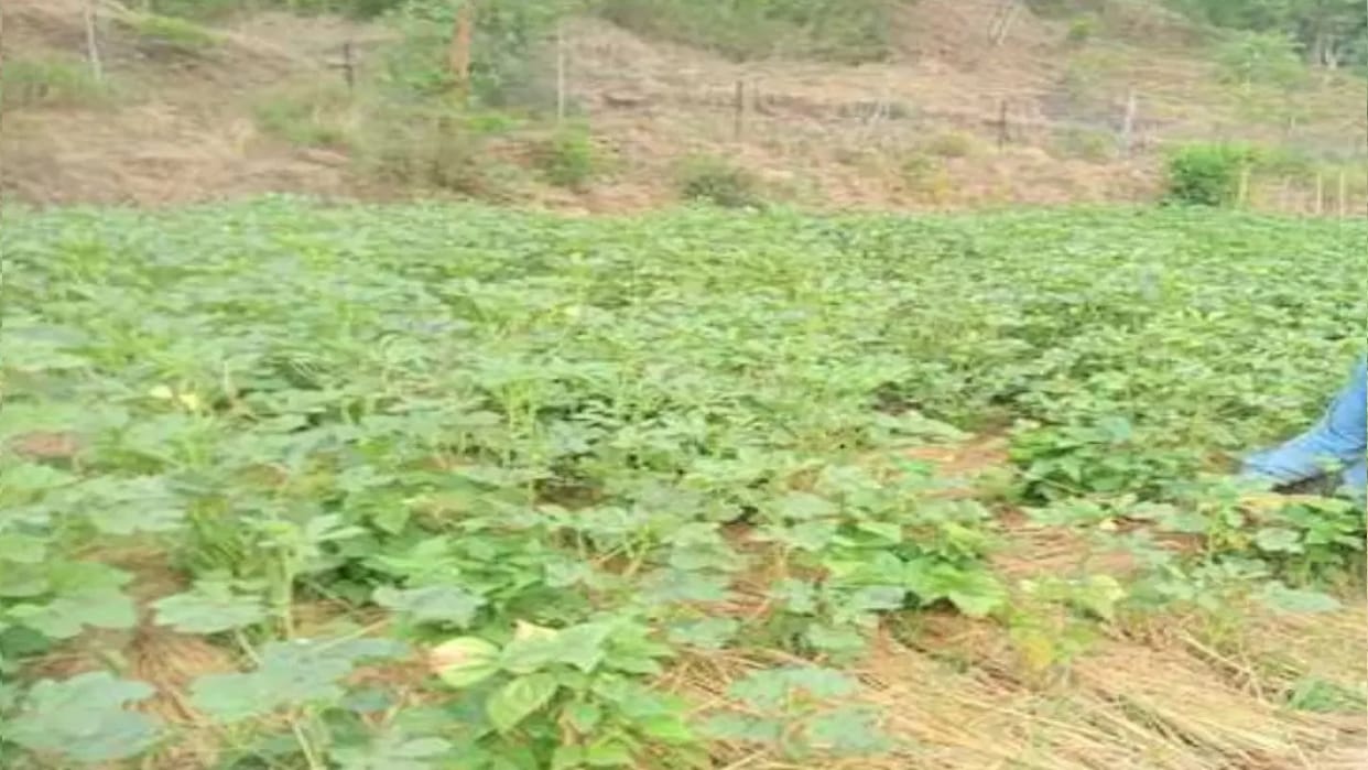 Himachal: Clusters to be formed at panchayat level for natural farming, Rs 40 crore released