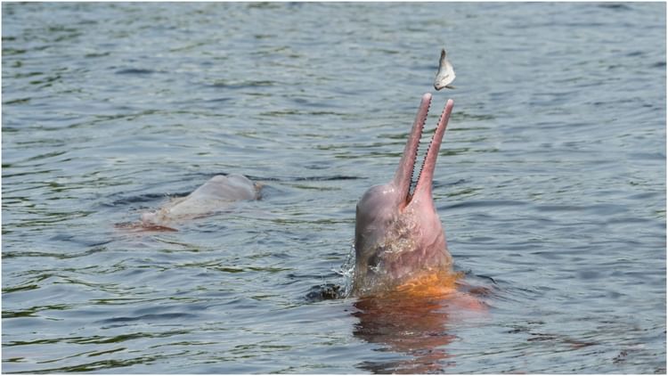 Waves Of Life Seen In Ganga-brahmaputra Basin, Number Of Dolphins Reached 6,324 – Amar Ujala Hindi News Live