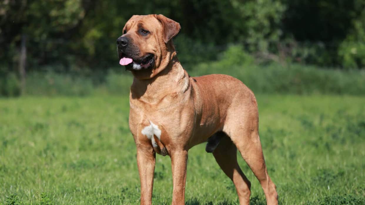 dog registration in Haryana only 23 registered no notices issued no campaigns launched