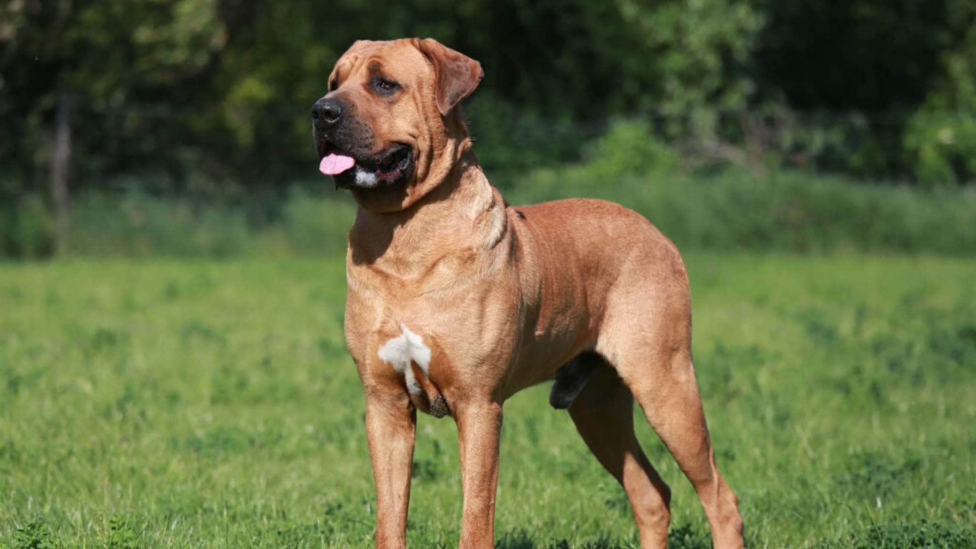 the most dangerous six dog breeds of the world