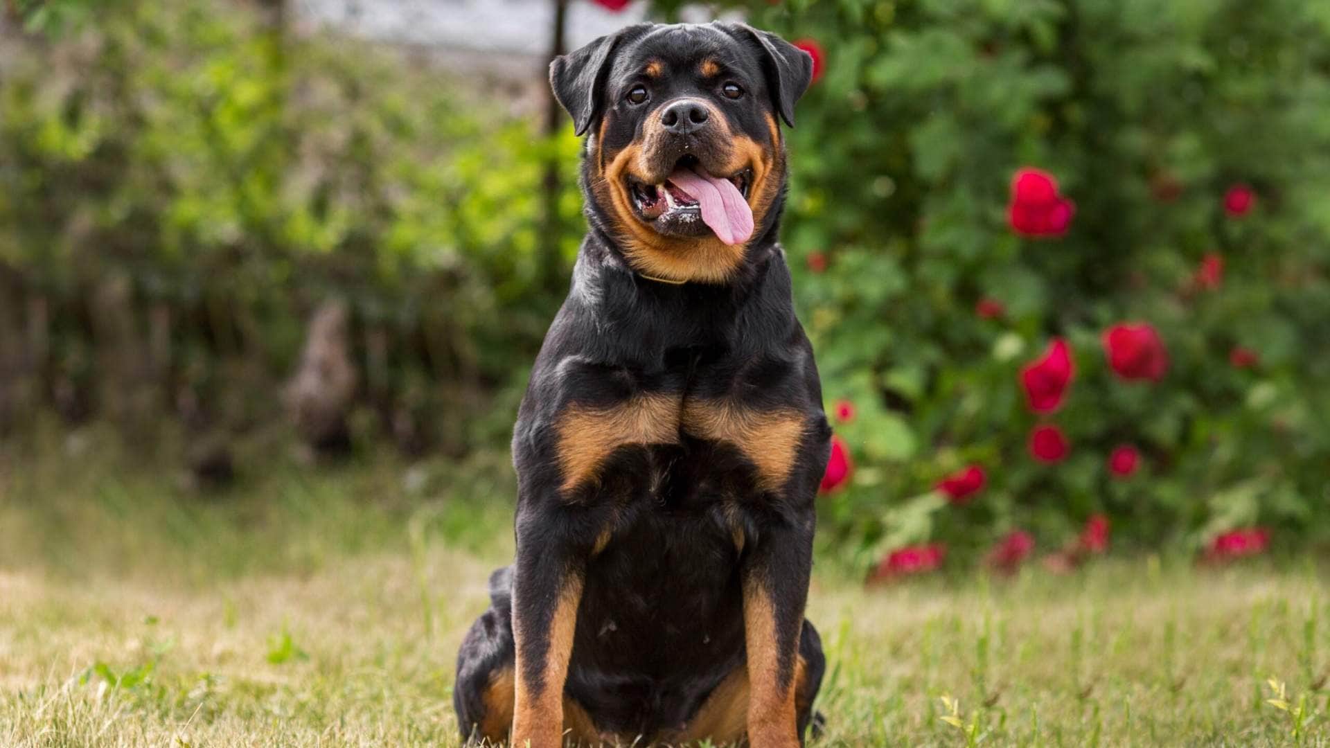 the most dangerous six dog breeds of the world
