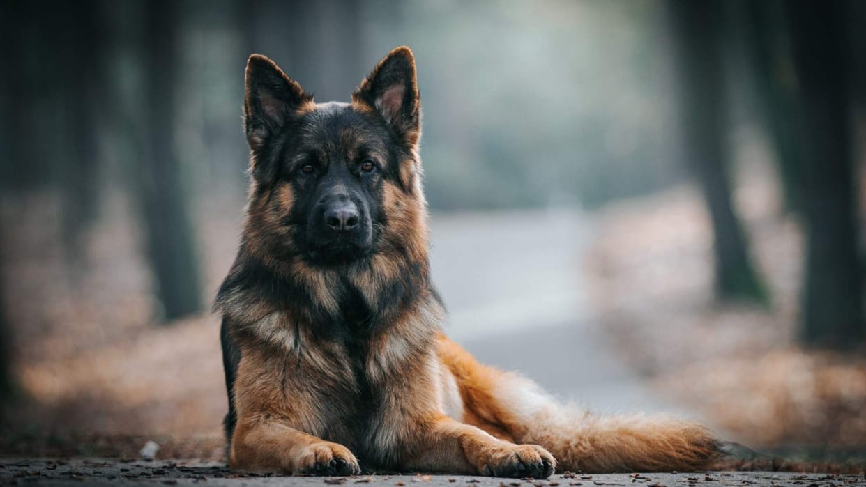 if a pet dog bites owner will have to undergo treatment In Greater Noida