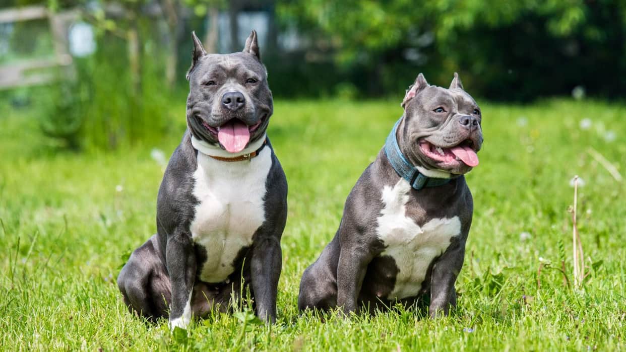 the most dangerous six dog breeds of the world