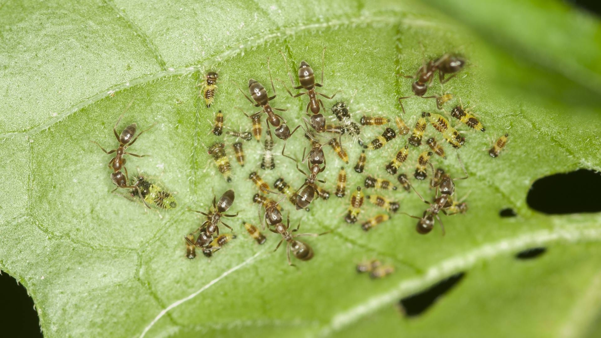 Fruit Flies creating terror in the fruits Get rid of it with these home remedies disprj
