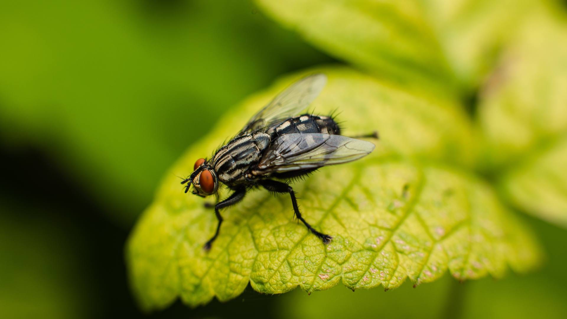 Fruit Flies creating terror in the fruits Get rid of it with these home remedies disprj