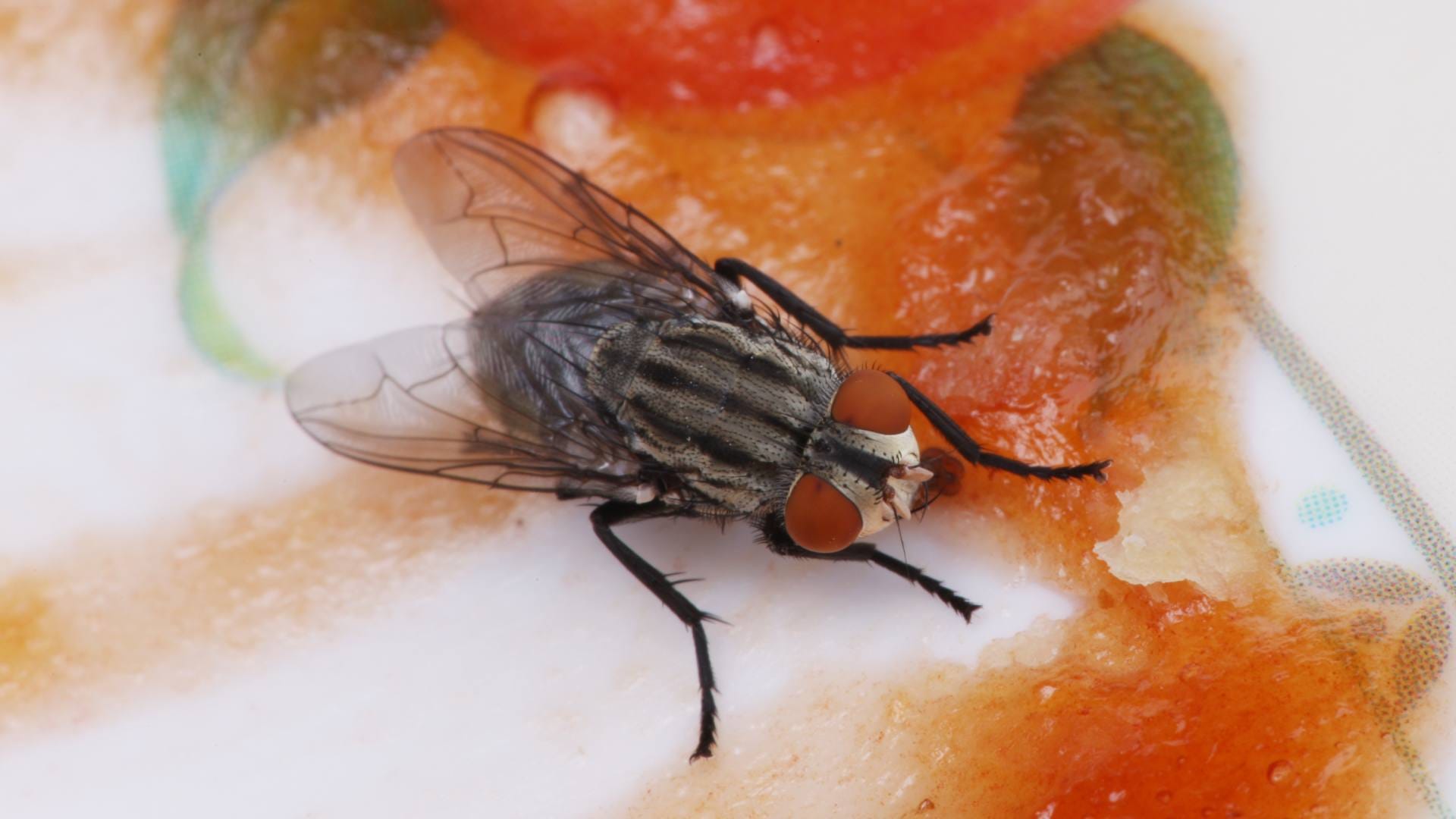 Fruit Flies creating terror in the fruits Get rid of it with these home remedies disprj