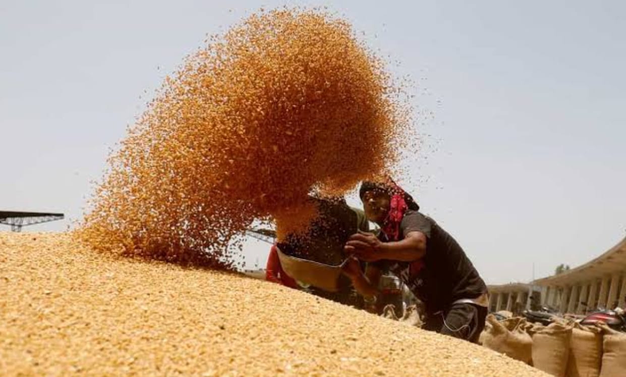 MP News: Wheat procurement begins today in four divisions, including Bhopal; BJP leaders welcome farmers; Cong