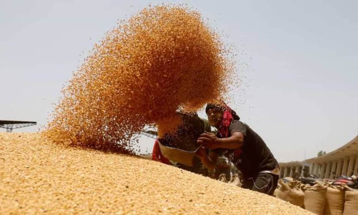 गेहूं खरीदी (फाइल फोटो)