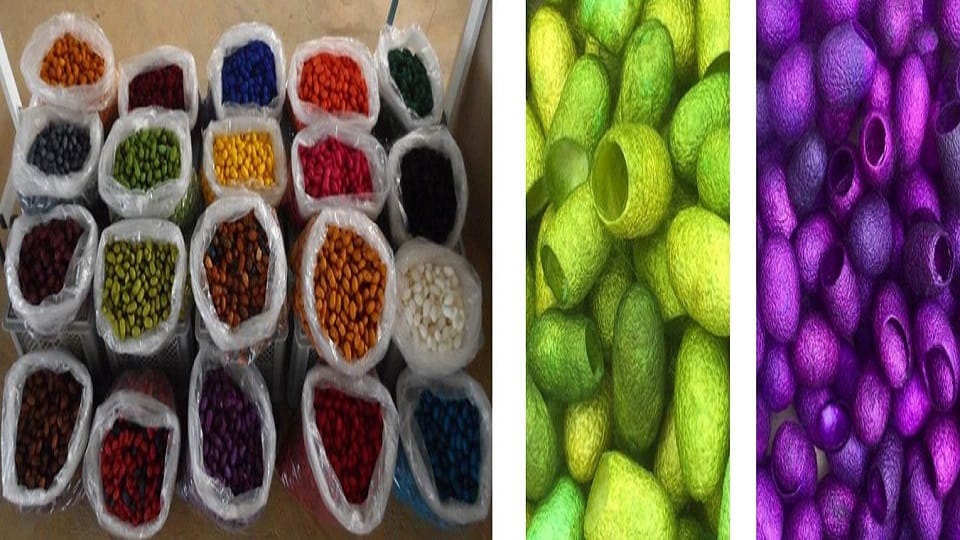 Scientists of GB Pant University have invented the technique of making silk thread even from waste cocoon