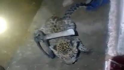 Leopard cub pounces on daughter, mother falls unconscious out of fear