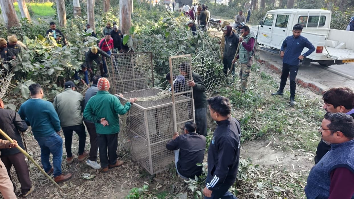 bear caught near Mala Colony died post-mortem will be done at IVRI Bareilly