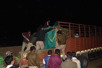 लखनऊ: 90 दिन के बाद पकड़ा गया बाघ, गांवों में मना जश्न, फोड़े गए पटाखे; एक महीने से स्कूल थे बंद Lucknow: Tiger caught after 90 days, celebrations in villages, crackers burst; Schools were closed for a month