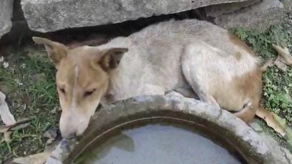 Dogs are dying due to Canyon Parvo virus in Korba