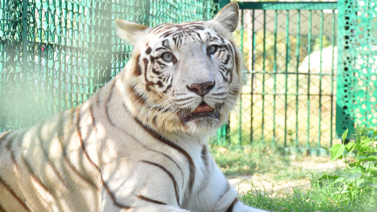 Due to increasing heat in Gorakhpur Zoo, the diet of wild animals has changed.