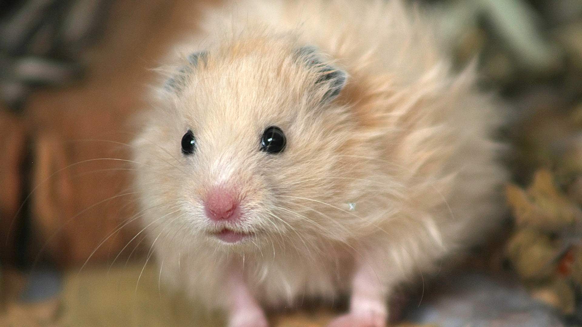 Slug Mouse Video Viral:बिल्ली के सामने चूहा बना नाटकबाज, ये ओवर एक्टिंग देखकर आप ...