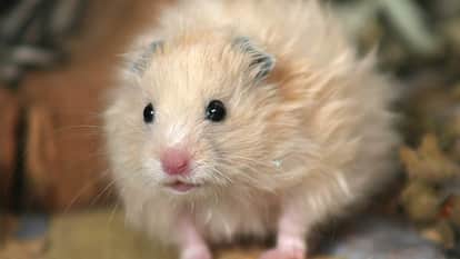 Mouse pretends to be a cat you will be stunned to see this overacting Video goes Viral on Internet