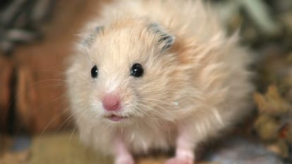 Scientists genetically engineer mice with thick hair like the extinct woolly mammoth