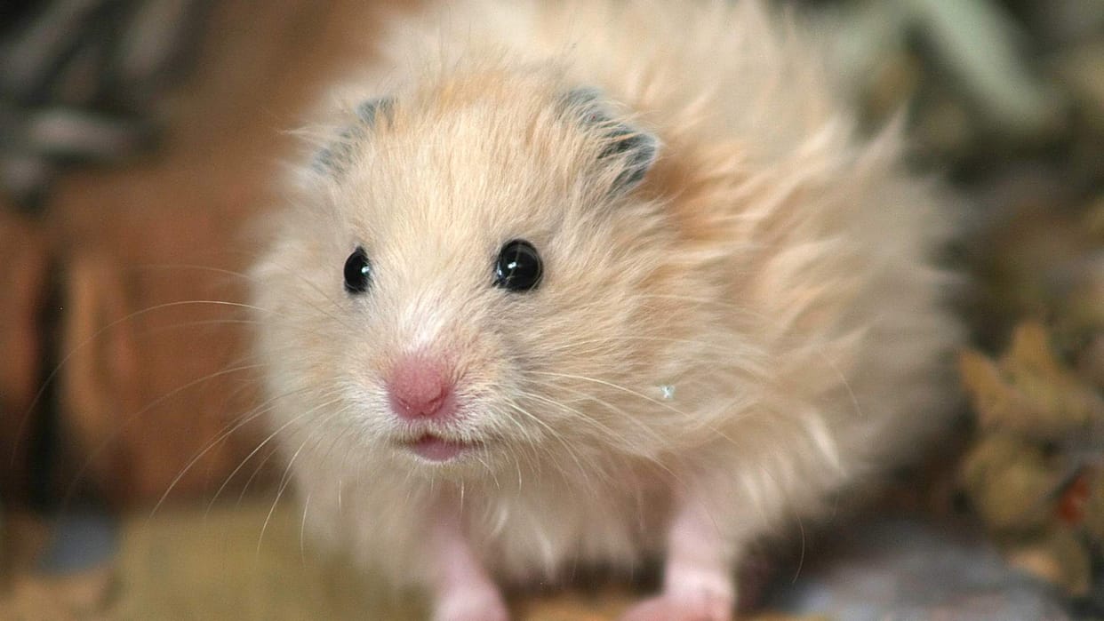 Mouse pretends to be a cat you will be stunned to see this overacting Video goes Viral on Internet