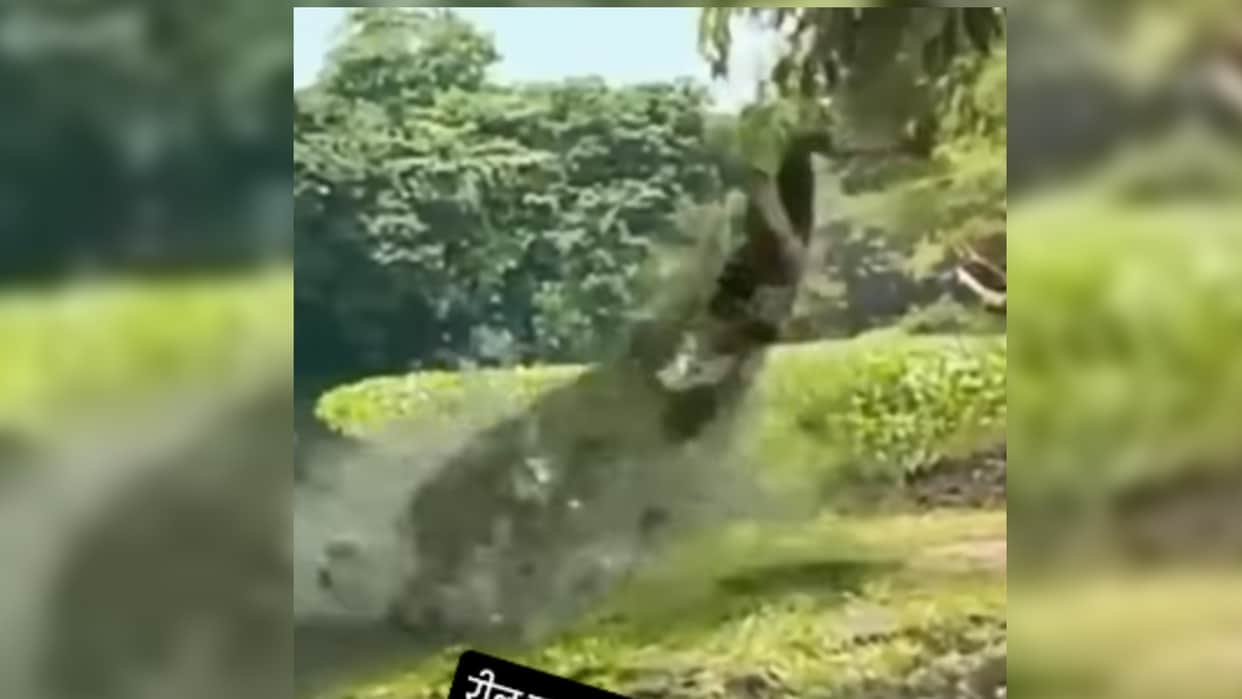 Magarmach Ka Video Crocodile Attack on girl Ladki Ko Magarmach Ne Dabocha Video