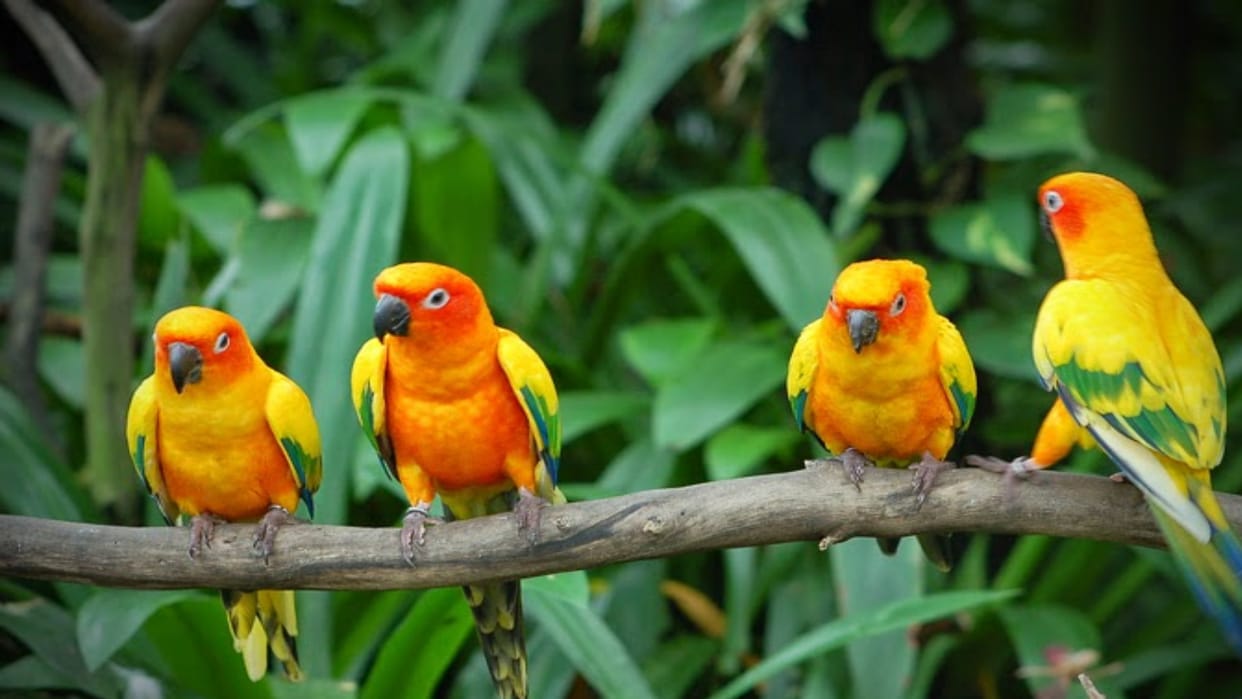 Another bird sanctuary will be developed in six acres in Naini, plants will be planted using state-of-the-art