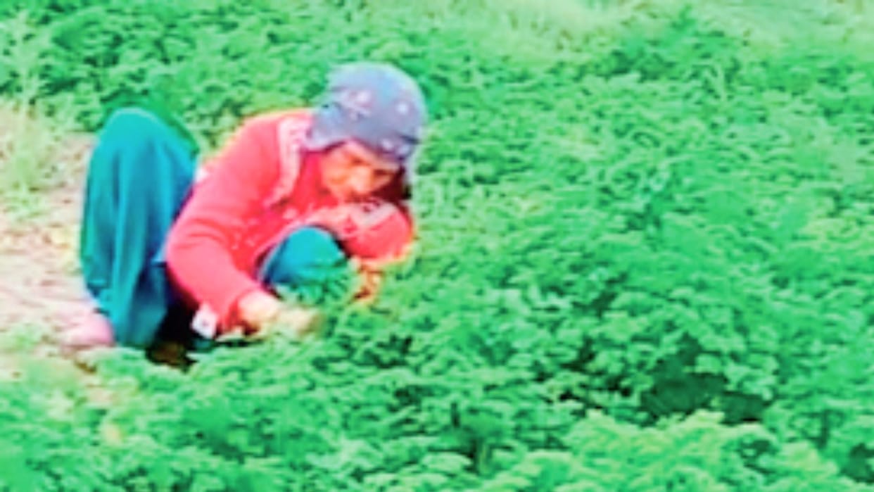Parsley Herb crop will make farmers rich, there is demand abroad too