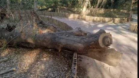 Trees kept getting cut in Sur Sarovar mafia kept escaping by paying fines big revelation RTI