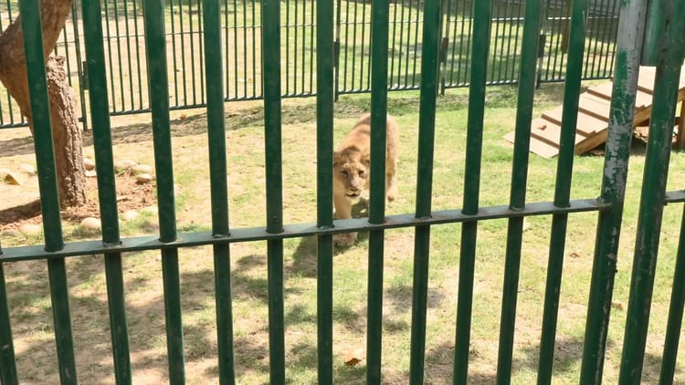 Bihar News: भीषण गर्मी के कारण राजगीर सफारी का समय बदला, अब इतने बजे तक ही घूम पाएंगे