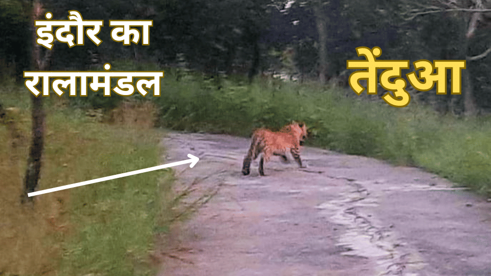 Indore News Wildlife Population Surpasses 1000 in Ralamandal Sanctuary, Raises Concerns