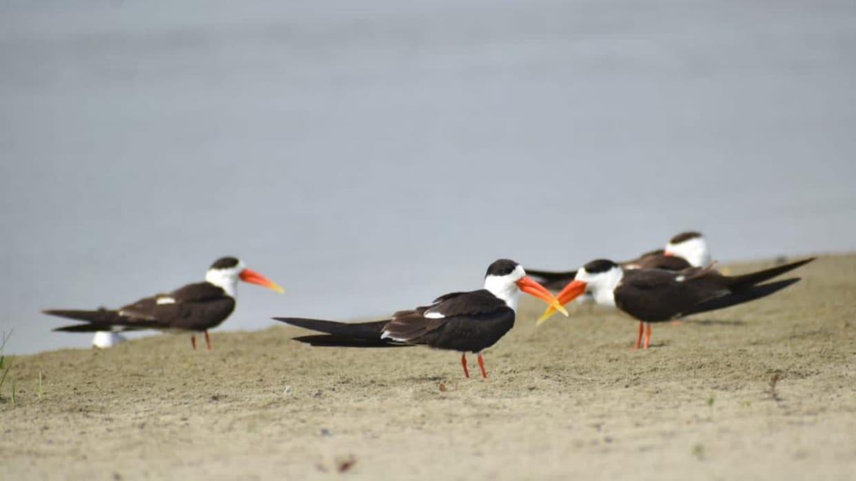 More than 90 species of native and foreign birds arrived, they help in preventing pollution