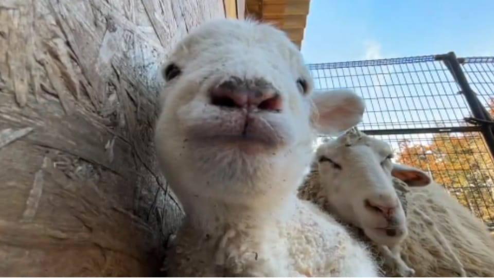 Sheep worth Rs 6 lakhs looted after taking them hostage on the highway