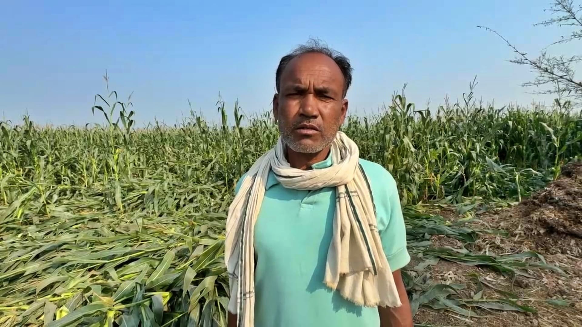Kishanganj News: Nine wild elephants from Nepal wreaked havoc, 10 bigha maize crop destroyed; farmers in panic
