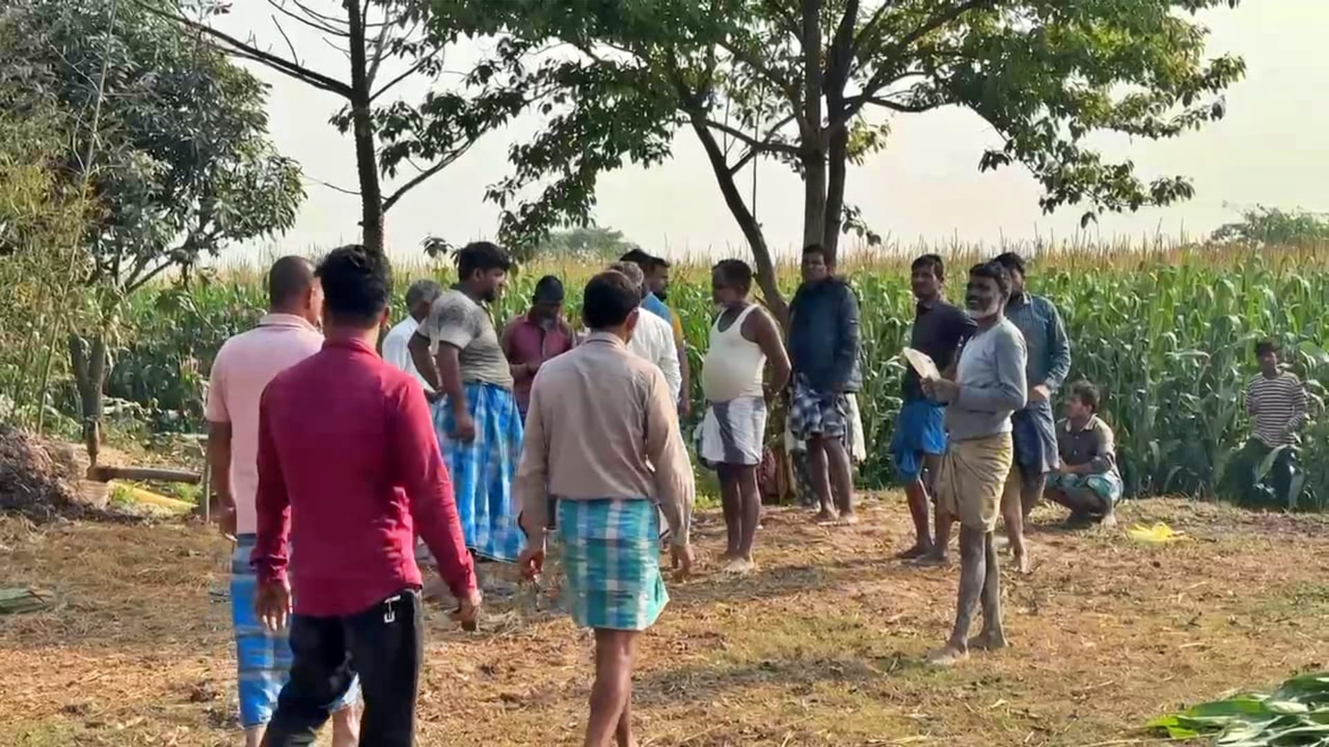 Kishanganj News: Nine wild elephants from Nepal wreaked havoc, 10 bigha maize crop destroyed; farmers in panic